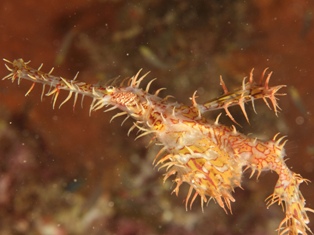 solenostomus paradoxus